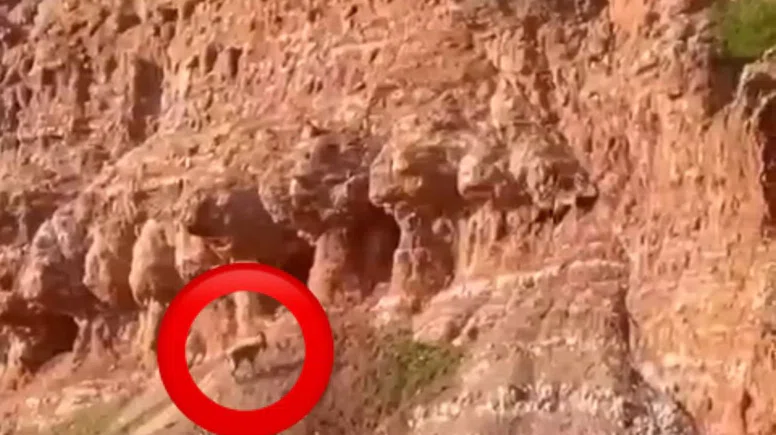 Dağ keçisi Dicle İlçesi kırsalında görüldü!