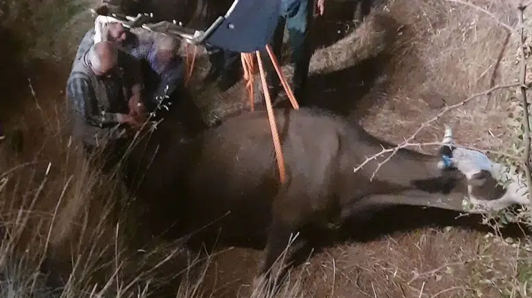 Diyarbakır’da inek dereye düştü iş makinesi ile kurtarıldı