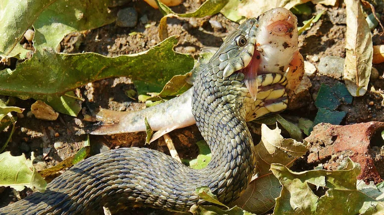 Dicle Nehri'nde su yılanının balıkla mücadelesi kadraja takıldı