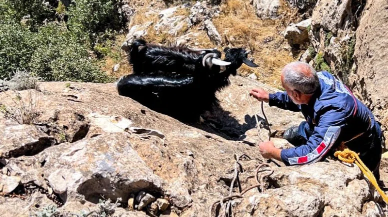 Kayalıklarda mahsur kalan keçiler kurtarıldı