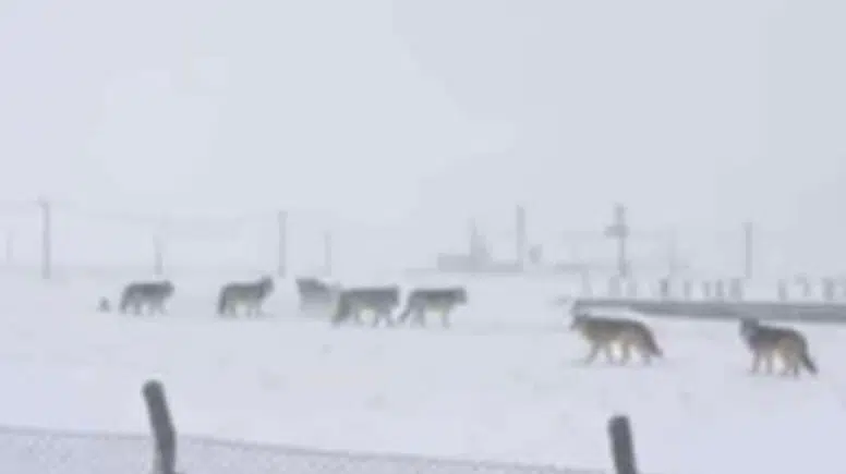 Diyarbakır’da kar aç bıraktı: Kurtlar yerleşim yerlerine indi