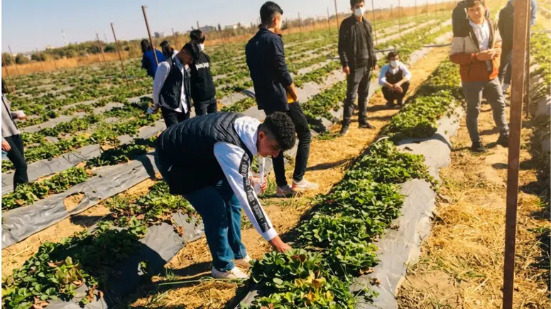 Diyarbakır'ın ovasında üniversite eliyle tarımsal dönüşüm: Sahada öğreniyorlar