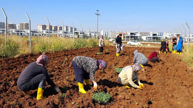 Diyarbakır'da kadınların kent bostanında kışlık mesaisi: 18 dönümde kolektif üretim