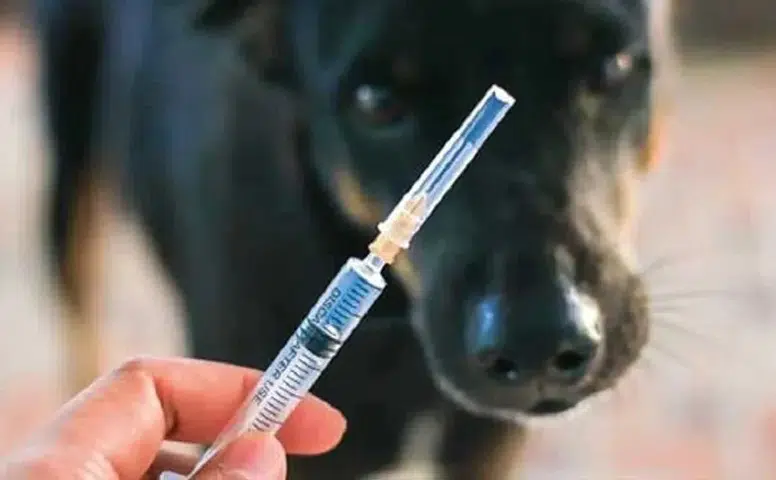 Diyarbakır'da kuduz alarmı: Vatandaşlar önlem alınmasını istiyor