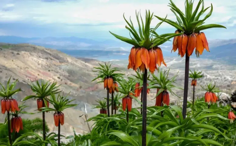 Diyarbakır'da ters lale manzarasına bakanlar gözlerini alamıyor
