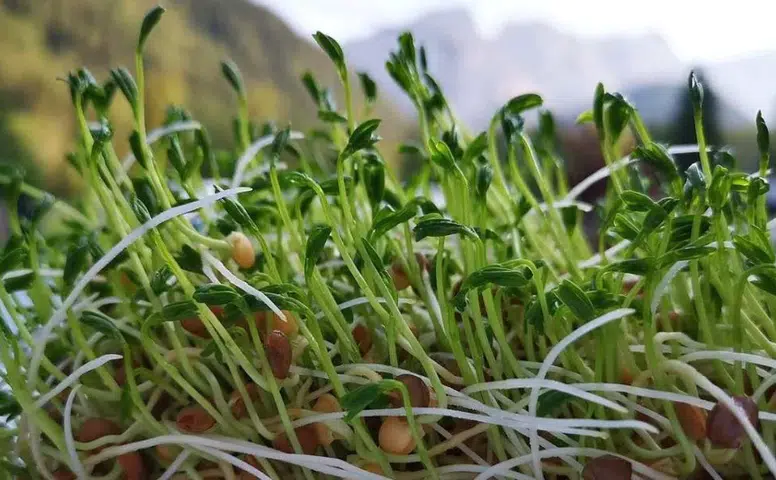 Diyarbakır'da 250 dönüm mercimek heba oldu: Dolu vurdu