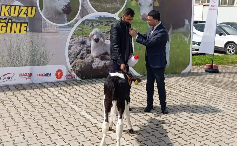 Diyarbakır'da buzağılar güzellikte yarıştı: Birinci belli oldu