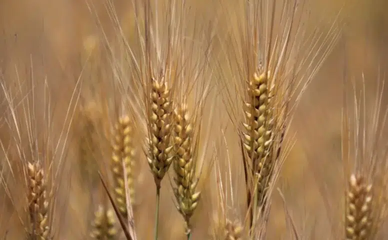 Diyarbakır'da hububat üretiminde yüzler güldü: Fungal hastalığına önlem alınıyor