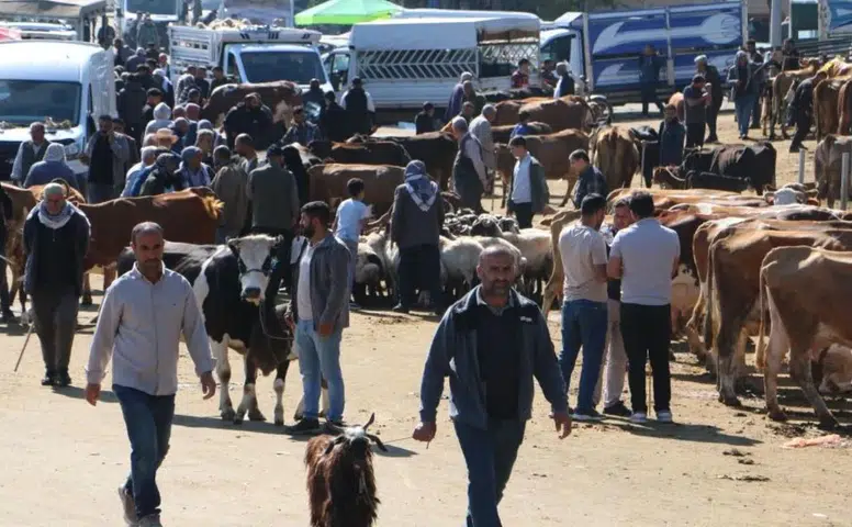 Diyarbakır Canlı Hayvan Borsası'nda kurbanlık fiyatları belli oldu