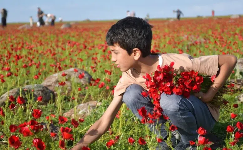 Siverek-Diyarbakır karayolu kırmızıya büründü: Gelincikler her yanı sardı