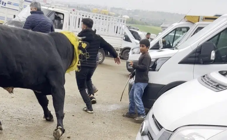 Diyarbakır'da kaçan boğa paniğe neden oldu: Korku dolu anlar yaşandı