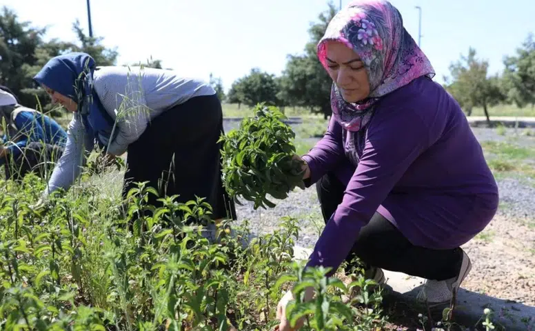 Diyarbakır'da kadınlar 9 ay emek verdikten sonra hasadın keyfini yaşadı