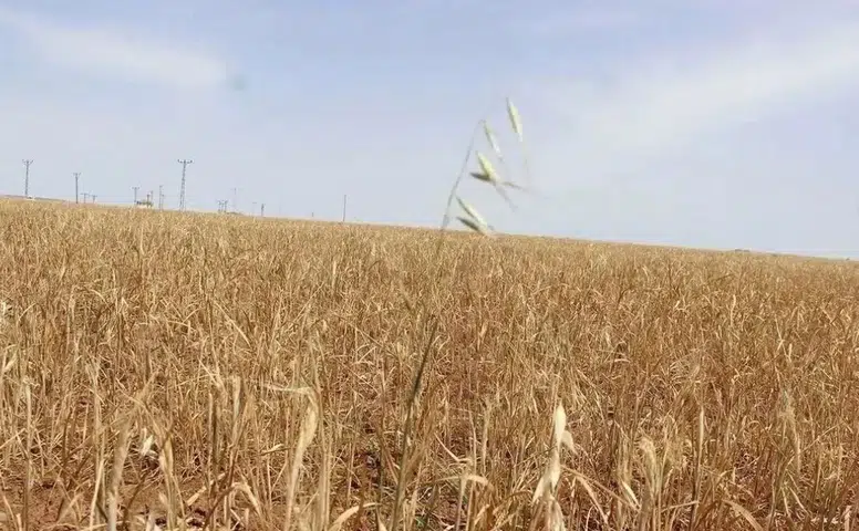 Diyarbakır'da itfaiye alarm verdi: Çiftçilere 'Sakın yakmayın' uyarısı geldi