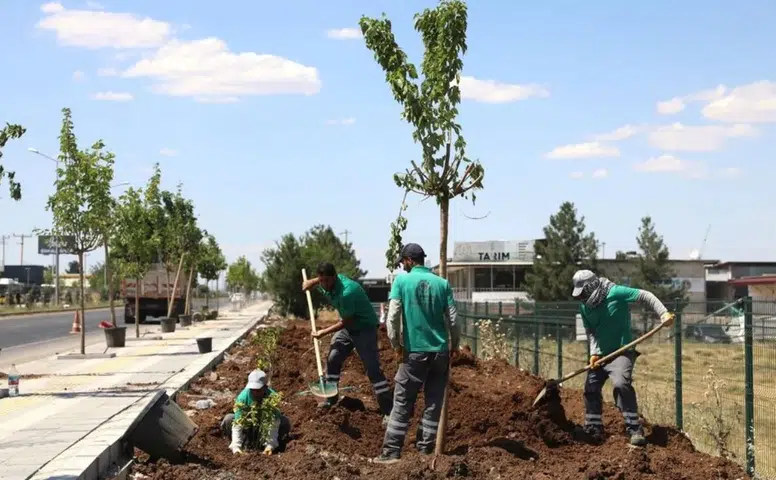 Diyarbakır-Mardin yolunun rengi değişiyor: 23 bin bitki toprakla buluştu