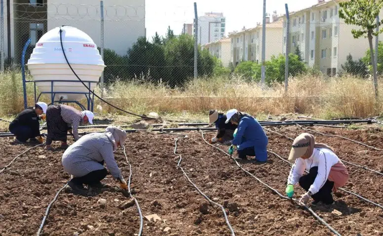 Diyarbakır'da kadınlar ekip biçerek para kazanacak: Büyükşehir destek verdi