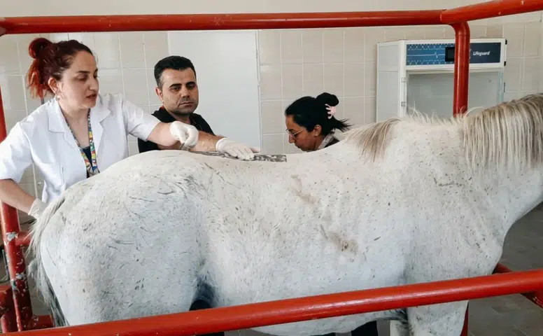 24 birinciliği bulunan yarış atı Diyarbakır'da şifa arıyor: İşte şampiyonun rahatsızlığı