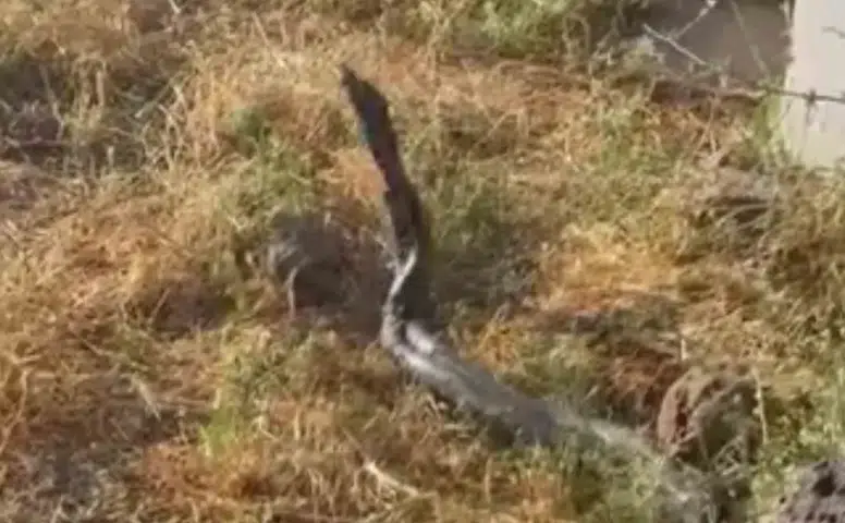 Çınar kırsalında 3 metrelik iki yılan görüldü Sıcak hava doğada hareketliliği artırdı