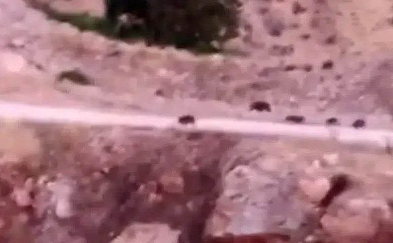 Çermik kırsalında domuz sürüsü paniği Tarım arazilerine ciddi zarar verdikleri görüldü