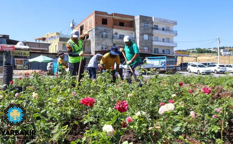 Diyarbakır-Mardin yolunda renk cümbüşü: 14 kilometrelik gül koridoru oluşacak