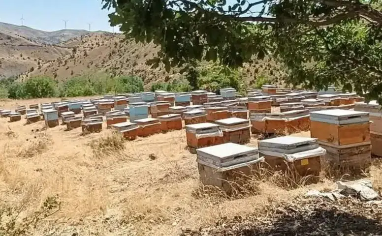 Diyarbakır arıcıları için sezon bereketi Dicle yaylalarında bal sağımı hız kazandı
