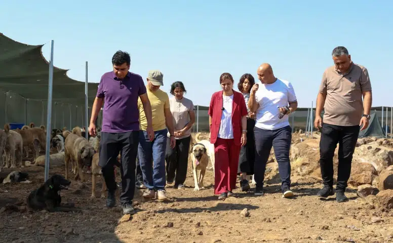 Diyarbakır'da köpek tartışması büyüyor: Belediyeden hayvan hakları savunucularına sert yanıt