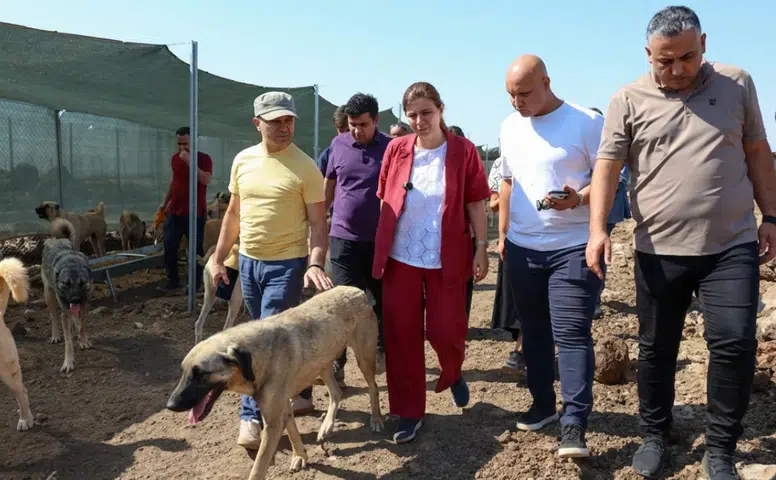 Diyarbakır'da hayvan hakları denetimi: Eşbaşkan Bucak'tan 480 canlıya yakın takip