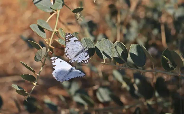 Dicle Vadisi ve Hevsel Bahçeleri'nde beyaz öncü kelebeklerin yumurta telaşı başladı