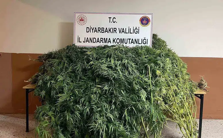 Diyarbakır kırsalında dev operasyon: 57 bin 700 kök kenevir ele geçirildi