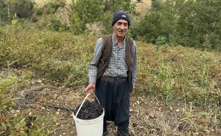 Diyarbakır Çüngüş'te aronya bereketi: Şifa deposu meyvenin hasadı başladı