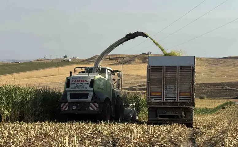 Diyarbakır Sur'da silajlık mısır bereketi: Çiftçinin ikinci ürün hasadı başladı