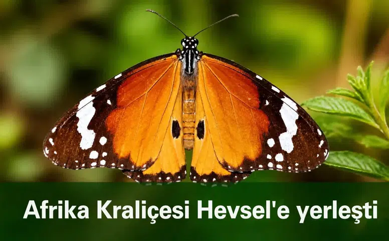 "Afrika kraliçesi" Diyarbakır'da Hevsel'e yerleşti: Güneşlenirken görüntülendi