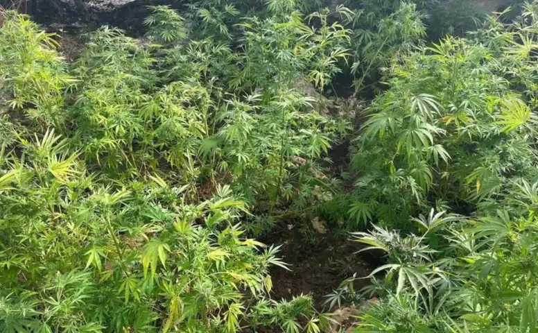 Diyarbakır'da 48 bin 579 kök kenevir imha edildi: 1.2 ton esrar elde edilebilecekti
