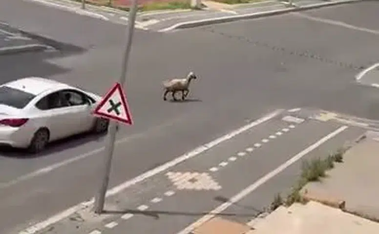Kayapınar Gaziler'de kurbanlık koyun trafiği kilitledi Vatandaşlar zor anlar yaşadı