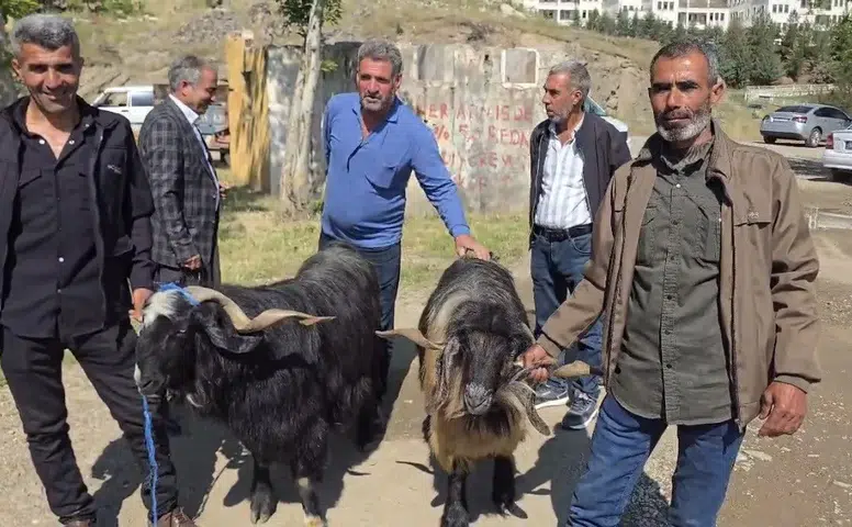 Çermik hayvan pazarında arefe yoğunluğu Kurbanlık fiyatları 10 bin liradan başlıyor