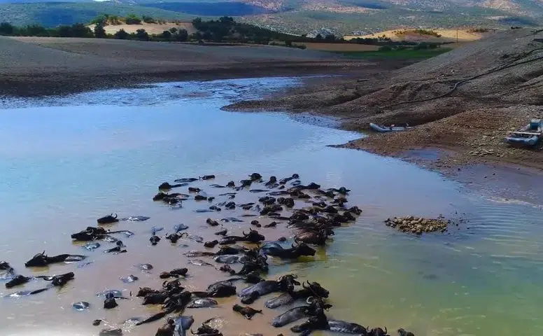Diyarbakır manda yetiştiriciliğinde potansiyelini artırıyor Sürü sayısı 21 bin 500'e çıktı