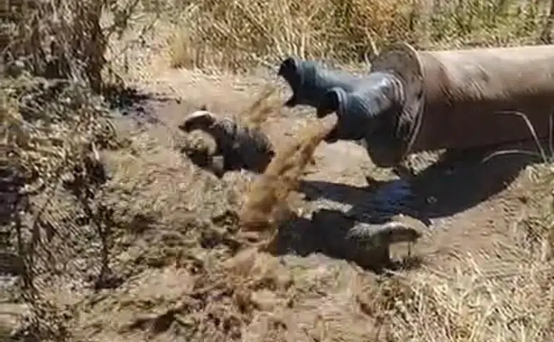Bismil'deki tarım arazisinde şaşırtan olay Sulama borusundan iki porsuk çıktı