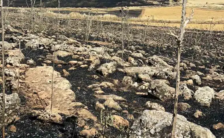 Diyarbakır Çınar'da hasat öncesi büyük yangın Yüzlerce dönüm ekili alan yandı