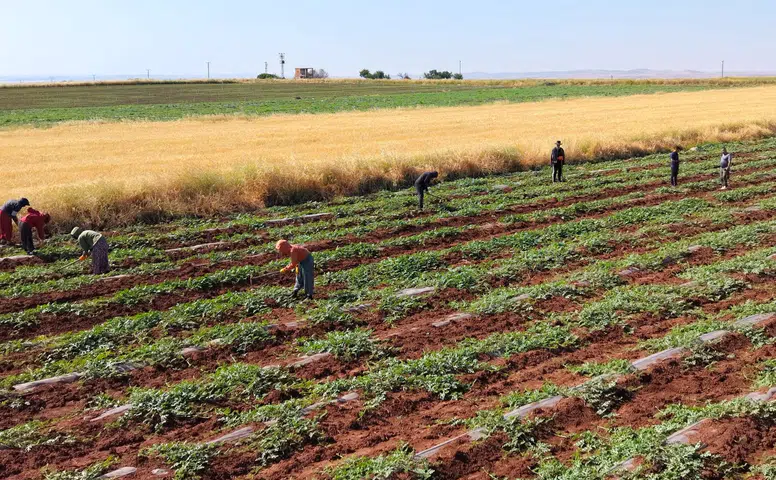 Diyarbakır'ın meşhur karpuz tarlalarında dolu hasarı Hasat takvimi 20 Temmuz'a ertelendi