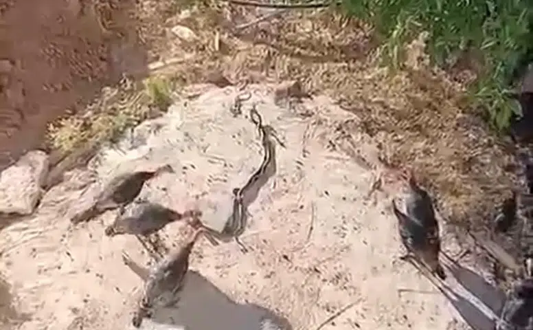 Diyarbakır'ın Çınar ilçesinde şaşırtan doğa olayı Hindiler yılanları pürdikkat izledi