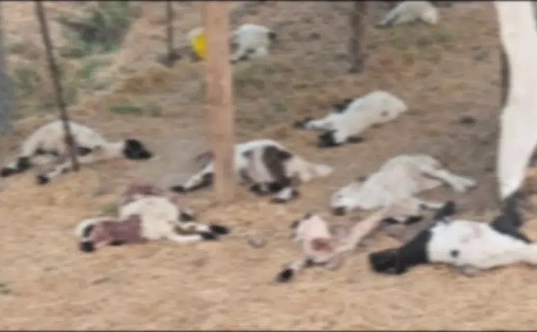 Bismil'de besicinin ağılına saldıran sahipsiz köpekler 15 kuzuyu telef etti: İşte o anlar