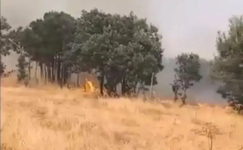 Lice'nin Türeli kırsalında korkutan yangın Alevler yerleşim yerlerine yaklaşıyor