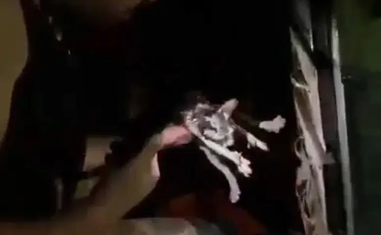 Kayapınar’da büfe yangını Alevlerin arasında kalan kedi itfaiye ile hayata tutundu
