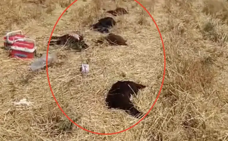 Diyarbakır Çınar’da tarım ilacı faciası 150 küçükbaş hayvan zehirlenerek telef oldu