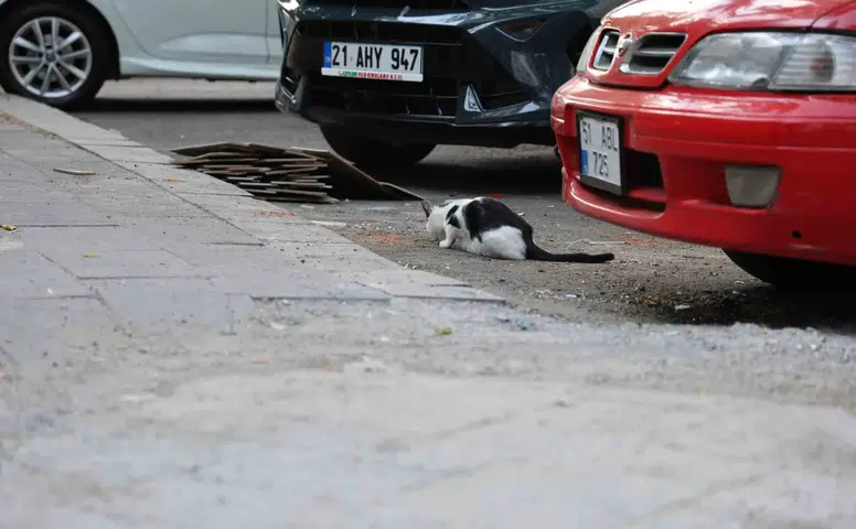 Diyarbakırlı uzmanlardan kuduz uyarısı Kedi tırmalaması da hayati risk taşıyor