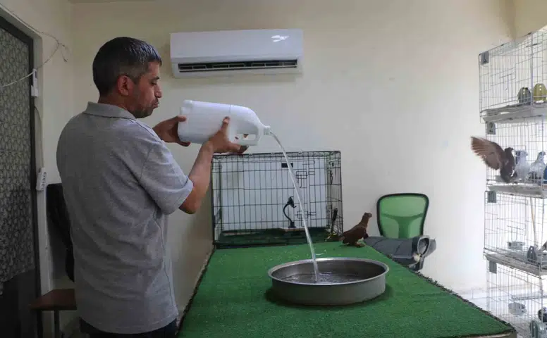 Diyarbakır'da 500 bin TL'lik güvercinlere otel konforu Klimalı odalarda serinliyorlar