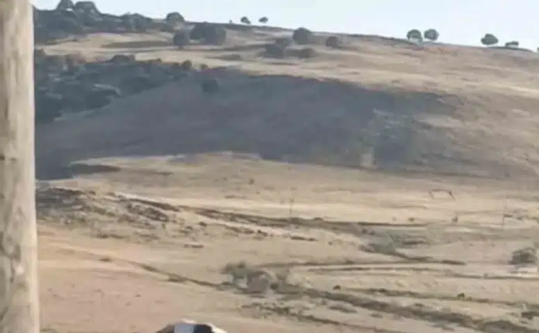 Ergani'de leylek kurtarma operasyonu Yuvasında mahsur kalan hayvanı ekipler kurtardı