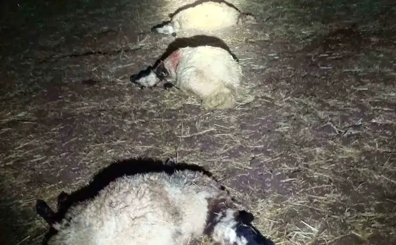 Bağlar'da sabah yıldırım dehşeti Ağıldaki 21 koyun hayatını kaybetti