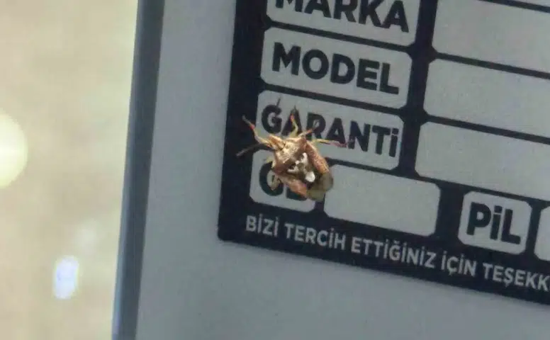 Diyarbakır Yenişehir'de esnafı hayrete düşüren böcek Sırtındaki insan yüzü şoke etti