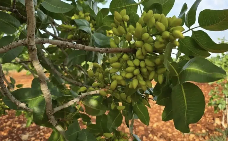 Çermik fıstığında olgunlaşma krizi Üreticilere erken hasat yapmayın uyarısı geldi