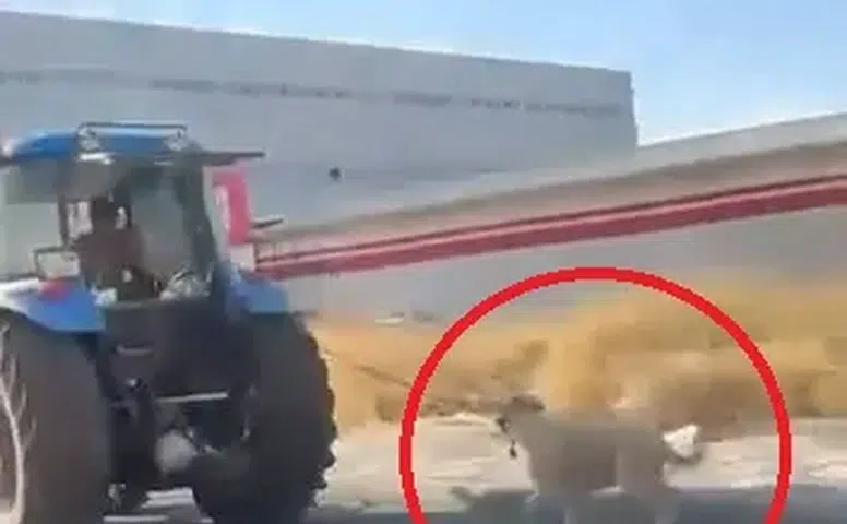 Diyarbakır Bağlar'da vicdansızlık: Traktöre iple bağladığı köpeği koşturdu